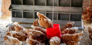 SAG eleva nivel de alerta zoosanitaria tras nuevo caso de influenza aviar en Argentina