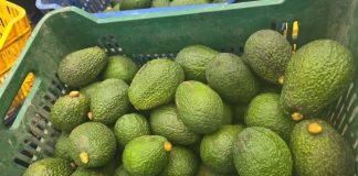 Pataz: Minera Poderosa impulsa la agroexportación de palta Hass en Chuquitambo