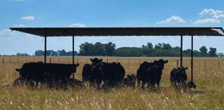 recomendaciones para sostener la producción y evitar pérdidas en verano