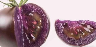Tomate morado biotecnológico conquista nuevos mercados globales