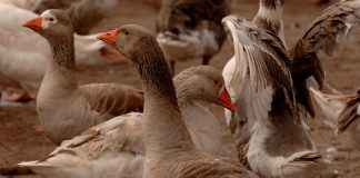 El "Escuadrón Pluma" que cuida los viñedos en Chimbarongo