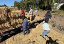 600 fardos llegan a comunas de Ñuble para asegurar alimentación animal tras incendios forestales