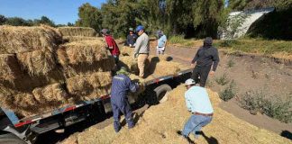 600 fardos llegan a comunas de Ñuble para asegurar alimentación animal tras incendios forestales