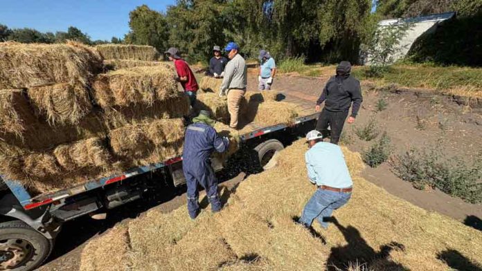 600 fardos llegan a comunas de Ñuble para asegurar alimentación animal tras incendios forestales