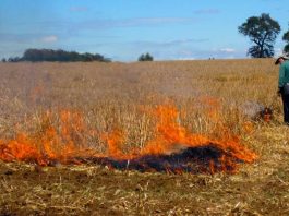 Actualización: situación del uso del fuego como quema controlada