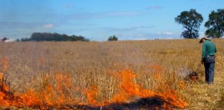 Actualización: situación del uso del fuego como quema controlada