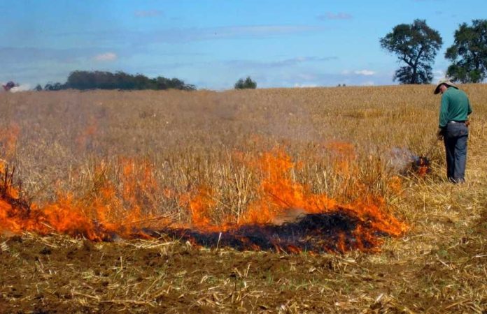 Actualización: situación del uso del fuego como quema controlada