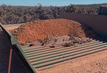 Actualización y perspectivas del mercado global de avellanas: producción estable, demanda moderada y precios en ajuste