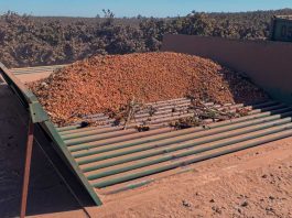 Actualización y perspectivas del mercado global de avellanas: producción estable, demanda moderada y precios en ajuste