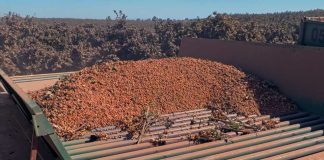 Actualización y perspectivas del mercado global de avellanas: producción estable, demanda moderada y precios en ajuste