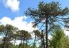 Alerta por la araucaria: calor y sequía adelantan cosecha del piñón y comprometen su regeneración