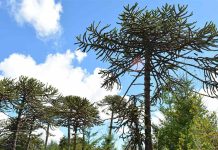 Alerta por la araucaria: calor y sequía adelantan cosecha del piñón y comprometen su regeneración