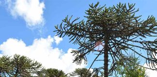 Alerta por la araucaria: calor y sequía adelantan cosecha del piñón y comprometen su regeneración