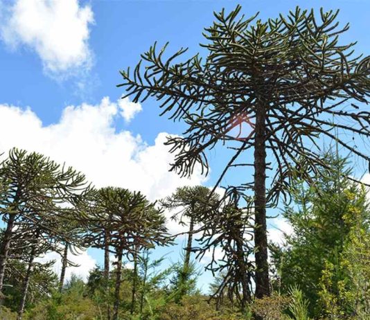 Alerta por la araucaria: calor y sequía adelantan cosecha del piñón y comprometen su regeneración