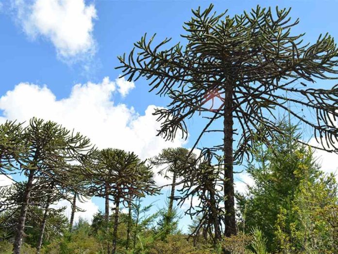 Alerta por la araucaria: calor y sequía adelantan cosecha del piñón y comprometen su regeneración