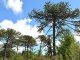 Alerta por la araucaria: calor y sequía adelantan cosecha del piñón y comprometen su regeneración