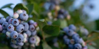 Arándanos: México lidera el arranque y California toma el relevo en el calendario de Norteamérica Arándanos: México lidera el arranque y California toma el relevo en el calendario de Norteamérica