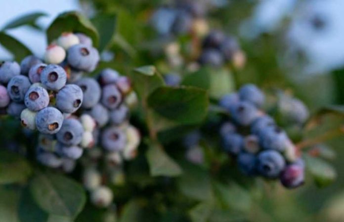 Arándanos: México lidera el arranque y California toma el relevo en el calendario de Norteamérica