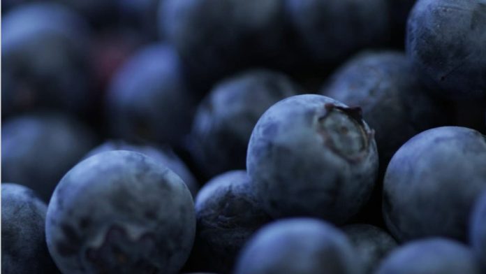 Arándanos de Sudáfrica: Cerca de 14% crecen envíos esta temporada 2025-26 Arándanos de Sudáfrica