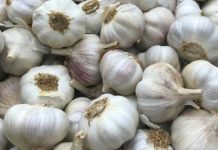 Argentina | Ajo chino versus ajo argentino: Una pulsada imposible por cantidad y precio Argentina | Ajo chino versus ajo argentino: Una pulsada imposible por cantidad y precio