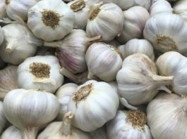 Argentina | Ajo chino versus ajo argentino: Una pulsada imposible por cantidad y precio Argentina | Ajo chino versus ajo argentino: Una pulsada imposible por cantidad y precio