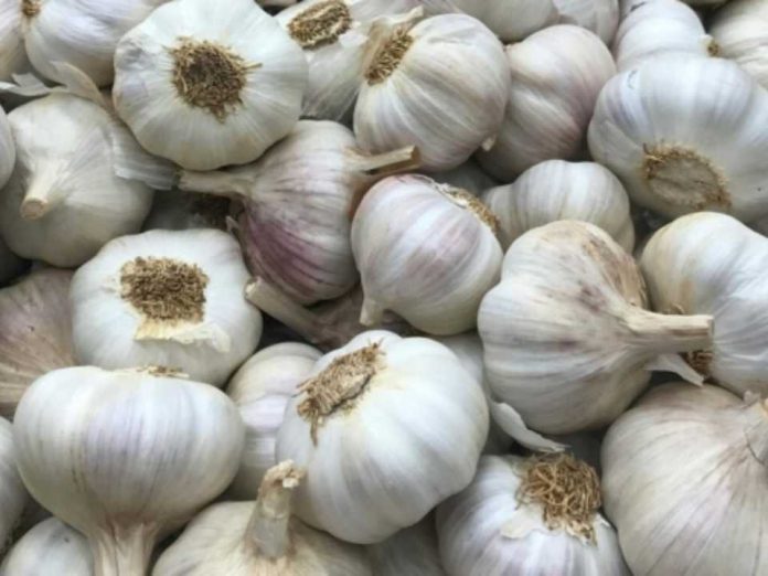 Argentina | Ajo chino versus ajo argentino: Una pulsada imposible por cantidad y precio