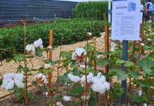 Argentina | Arrancó Expoagro y el INTA despliega su apuesta tecnológica