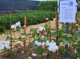 Argentina | Arrancó Expoagro y el INTA despliega su apuesta tecnológica Argentina | Arrancó Expoagro y el INTA despliega su apuesta tecnológica
