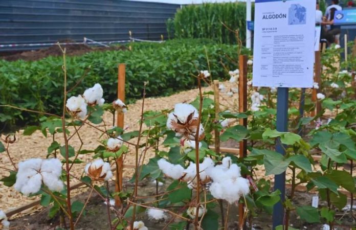 Argentina | Arrancó Expoagro y el INTA despliega su apuesta tecnológica