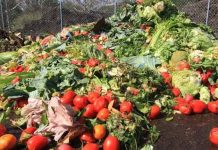 Argentina | De "basura" a oro nutricional: el auge de suplementos para ganado con residuos agroindustriales