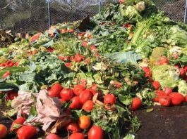 Argentina | De "basura" a oro nutricional: el auge de suplementos para ganado con residuos agroindustriales