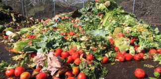 Argentina | De "basura" a oro nutricional: el auge de suplementos para ganado con residuos agroindustriales