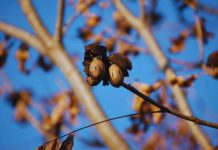 Argentina Nuez pecán, una economía regional que se expande y gana mercados