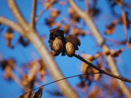 Argentina Nuez pecán, una economía regional que se expande y gana mercados
