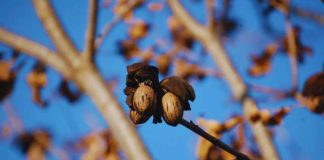 Argentina Nuez pecán, una economía regional que se expande y gana mercados