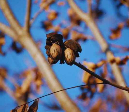 Argentina Nuez pecán, una economía regional que se expande y gana mercados