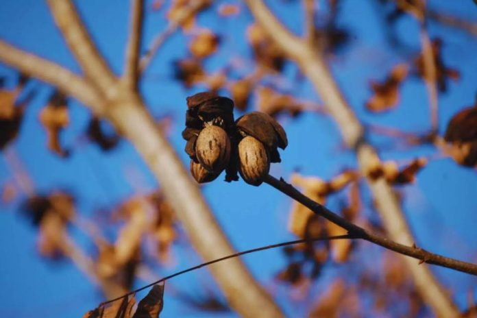 Argentina Nuez pecán, una economía regional que se expande y gana mercados