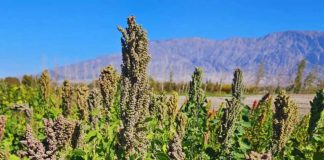 Argentina | Semillas del INTA viajan al espacio para estudiar cómo responden los cultivos a condiciones extremas