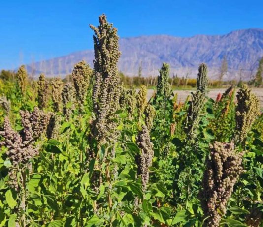 Argentina | Semillas del INTA viajan al espacio para estudiar cómo responden los cultivos a condiciones extremas