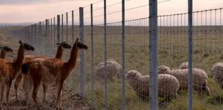Argentina construirá muro de más de 300 kilómetros para proteger su ganadería