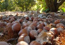 Avellanos a toda máquina: expansión, nuevos actores y desafíos marcan la temporada