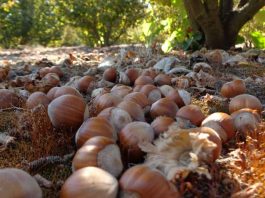 Avellanos a toda máquina: expansión, nuevos actores y desafíos marcan la temporada