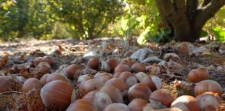 Avellanos a toda máquina: expansión, nuevos actores y desafíos marcan la temporada