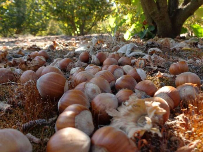Avellanos a toda máquina: expansión, nuevos actores y desafíos marcan la temporada