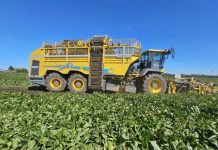 Beneo inicia su 21ª campaña en Chile con récord histórico en rendimiento de achicoria industrial Beneo inicia su 21ª campaña en Chile con récord histórico en rendimiento de achicoria industrial