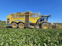 Beneo inicia su 21ª campaña en Chile con récord histórico en rendimiento de achicoria industrial