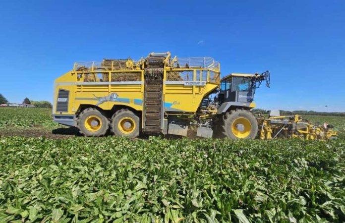 Beneo inicia su 21ª campaña en Chile con récord histórico en rendimiento de achicoria industrial