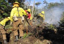 CONAF recibe Sello Buen Trato Ley Karin otorgado por la ACHS