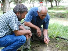 California | Hace treinta años, los hongos amenazaban con acabar con nuestro pistacho