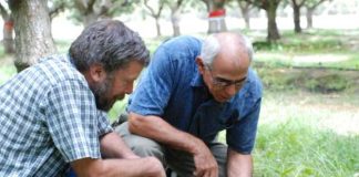 California | Hace treinta años, los hongos amenazaban con acabar con nuestro pistacho